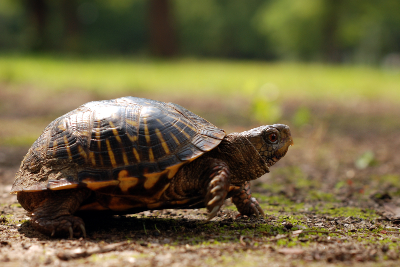 Can Box Turtles Eat Tomatoes?