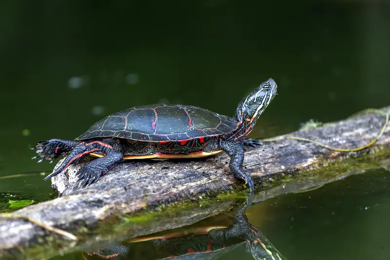 What Do Painted Turtles Need To Survive