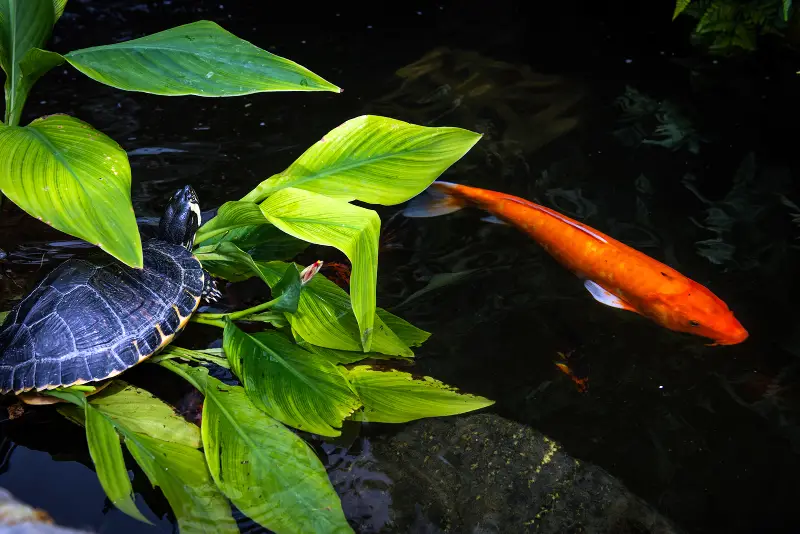 painted turtle and fish