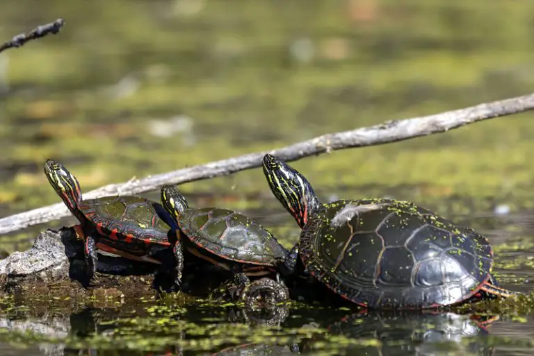 What Do Painted Turtles Eat In The Wild? (& As Pets)