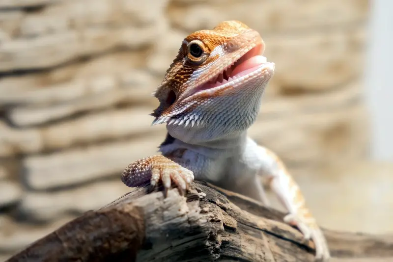 How To Raise Bearded Dragons