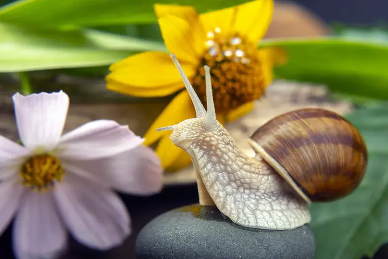 Do Snails Leave Their Shells?