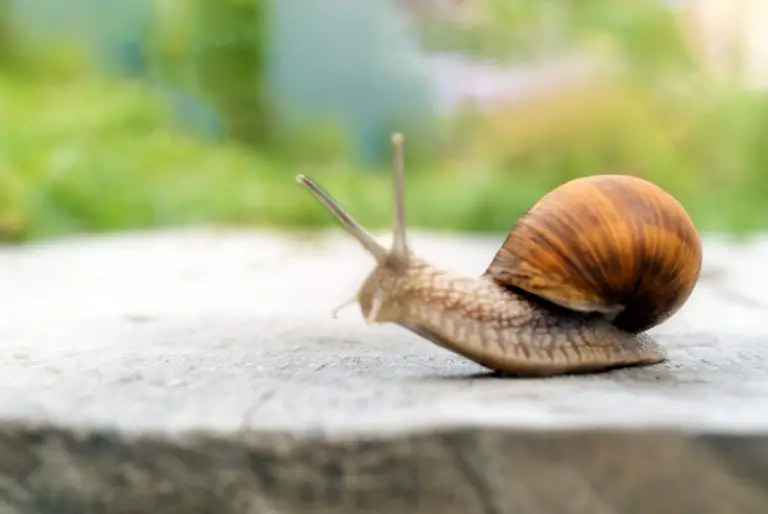 How Do Snails Breathe? Land And Aquatic Snails