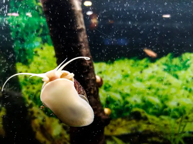 Do Snails Eat Fish?