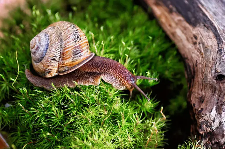 snails changing shells