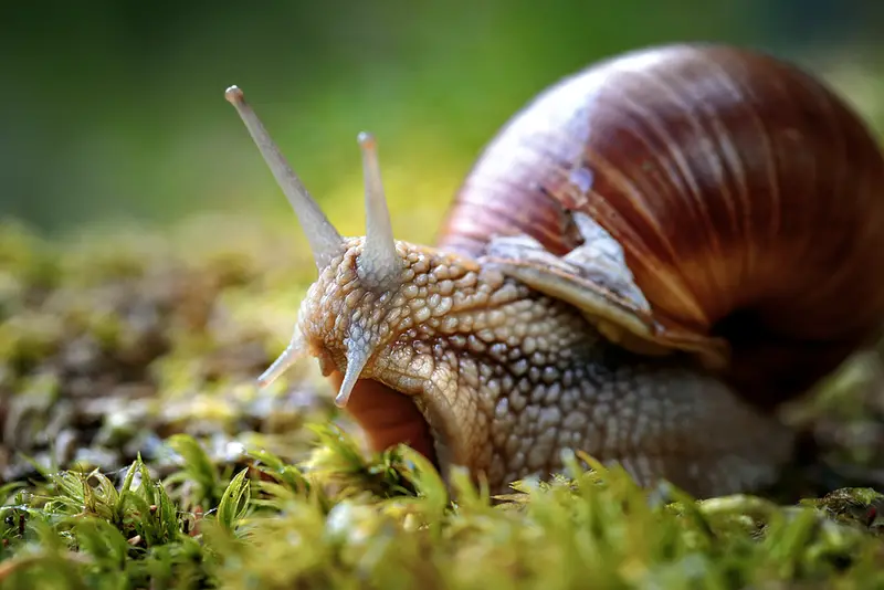 What Do Snails Need To Survive?