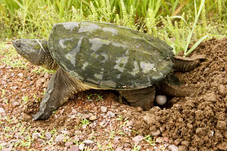 gestation period for snapping turtle eggs