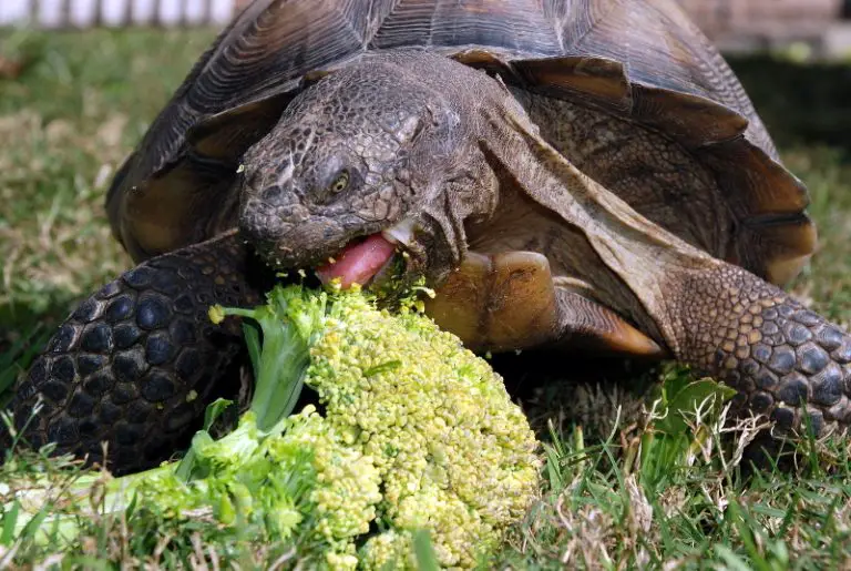 tortoise eating brocoli
