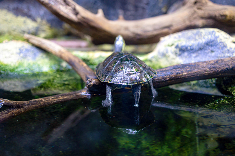 Can Turtles Eat Mealworms