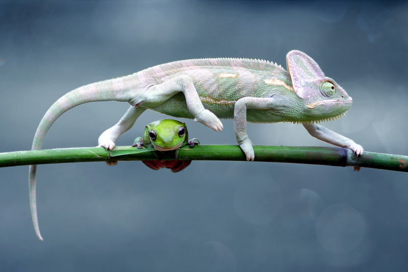 Veiled Chameleon on leaf stem