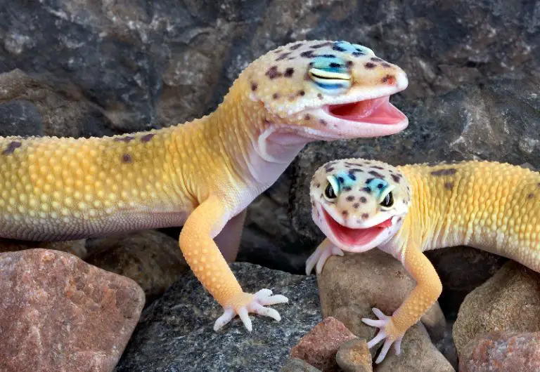 Do Leopard Geckos Have Teeth? And Will They Bite You?!