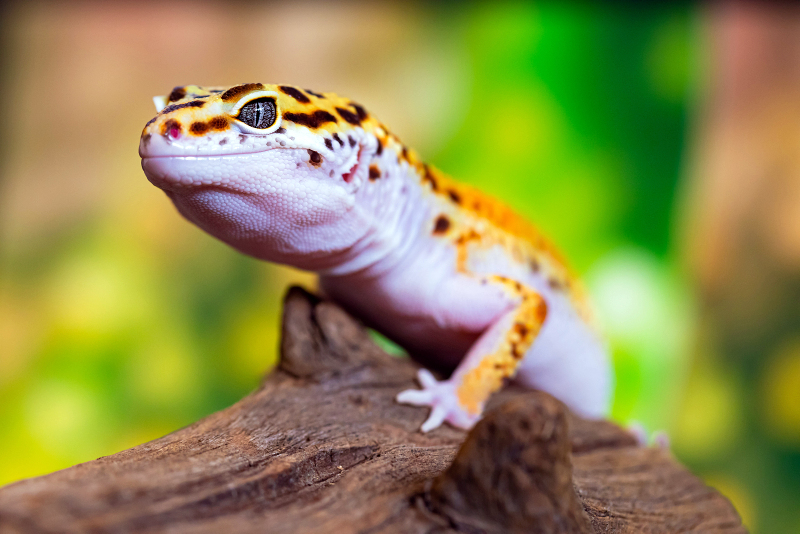 Leopard gecko