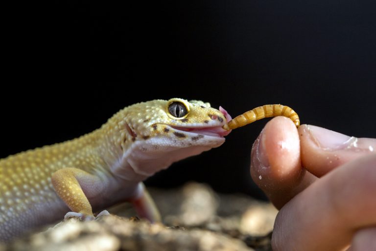 What To Feed Leopard Geckos [Full Diet Guide]