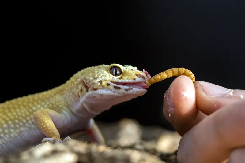 Feeding a leopard gecko a mealworm