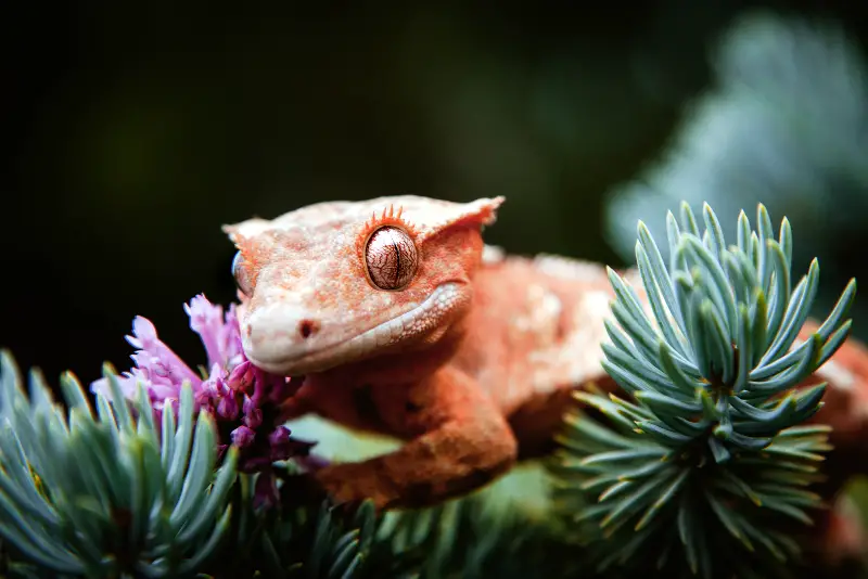 Types Of Crested Geckos: Morphs, Colors And More