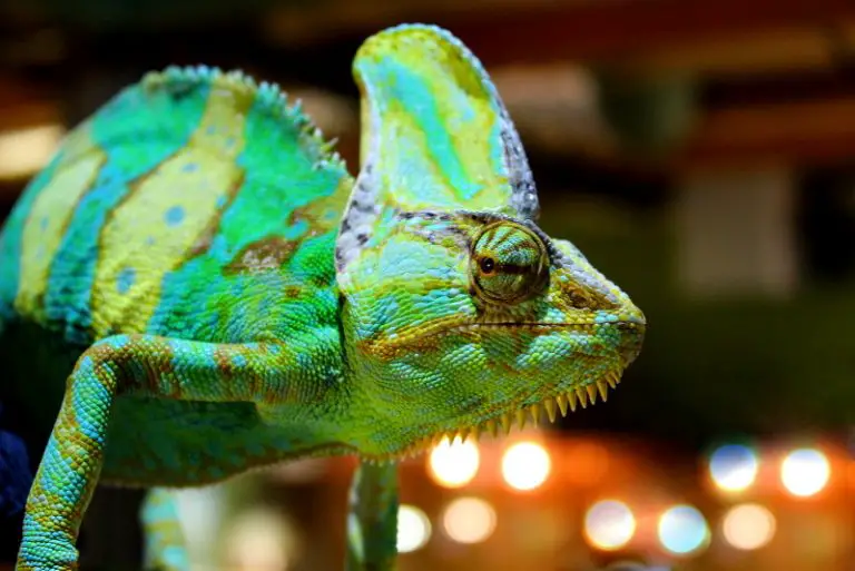 How Big Do Veiled Chameleons Get