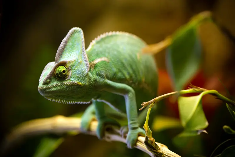 Baby Veiled chameleon on branch