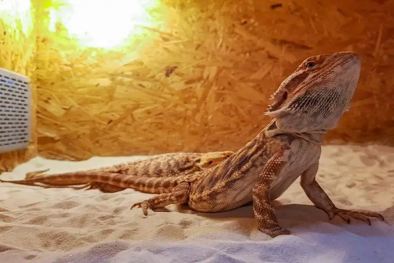 Best Heat Lamp For Bearded Dragon For Health And Happiness