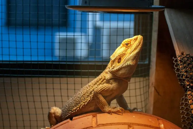 Best UVB Light For Bearded Dragons To Be Happy And Healthy