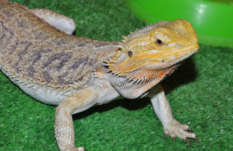 best-bedding-for-bearded-dragons-full-guide-top-options-all-our