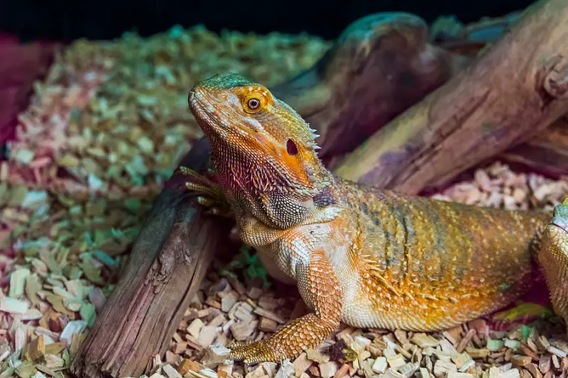 Can Bearded Dragons Eat Spinach