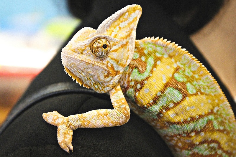 are chameleons dangerous