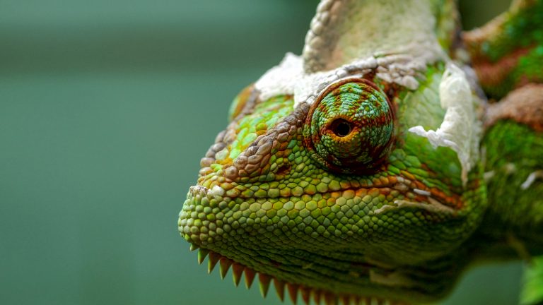 Veiled Chameleon's head and eye