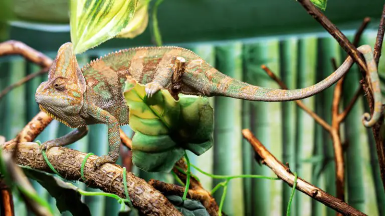 Big Chameleon In A Petting Reptile Zoo.beautiful Green-orange Ch