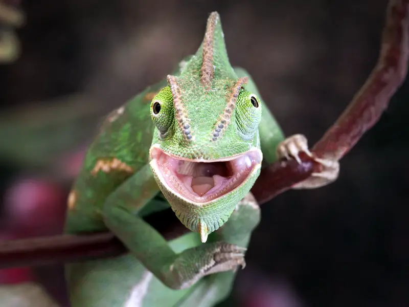 chameleon teeth