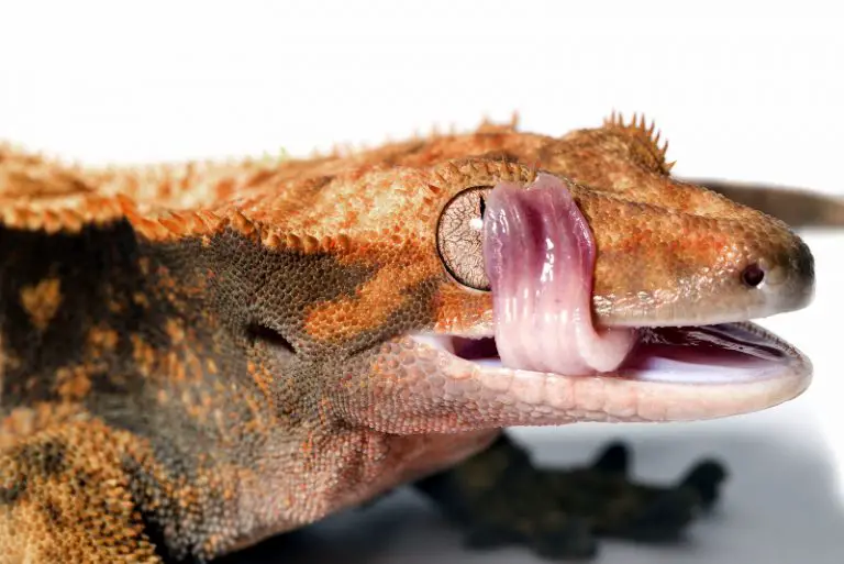 What Fruit Can Crested Geckos Eat
