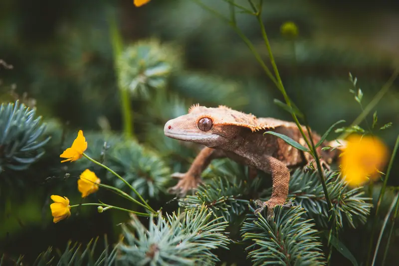 New Caledonian crested gecko on tree with flowers