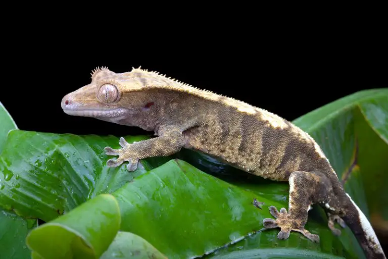 crested gecko nocturnal
