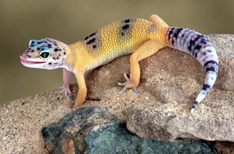 Can Leopard Geckos Swim