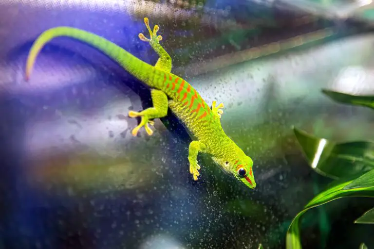 Can Geckos Swim