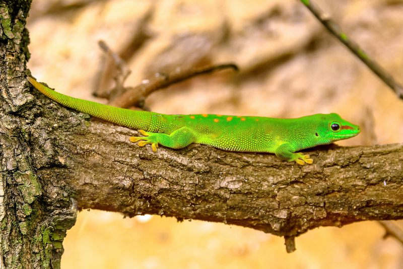 green crested gecko