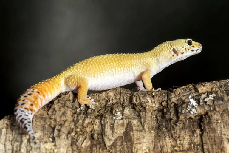 Do Leopard Geckos Eat Vegetables? What You Need To Know