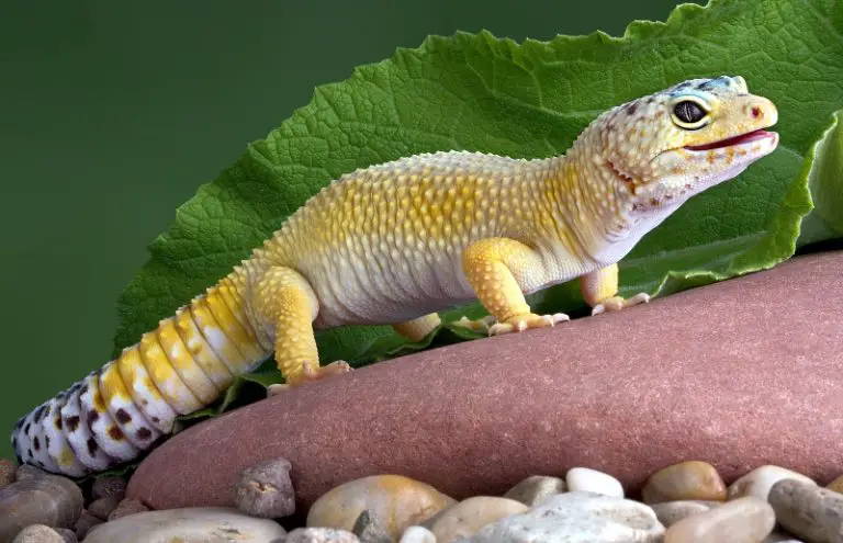 Can Leopard Geckos Eat Fruit - Leopard Gecko in its habitat