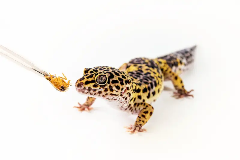 leopard gecko how much to feed