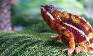 How Long Do Chameleons Live & What You Can Do To Make It Longer - All