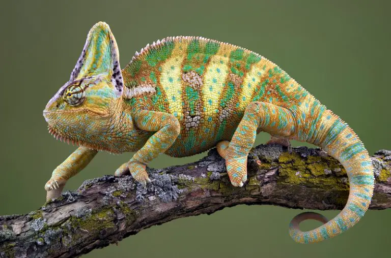 How Often Do Veiled Chameleons Eat? [Full Eating Guide]