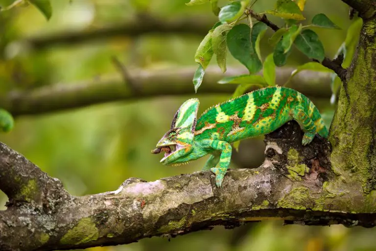What Do Veiled Chameleons Eat? [Full Guide]