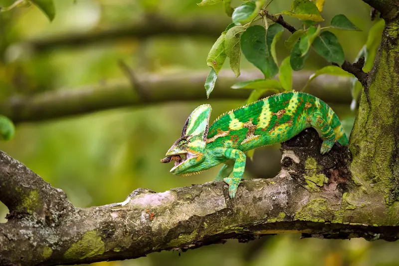 What Do Veiled Chameleons Eat