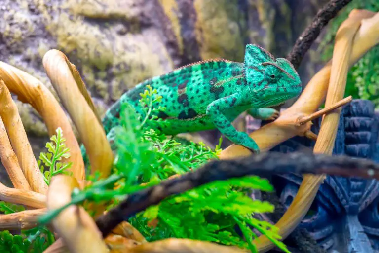Are Chameleons Hard To Take Care Of