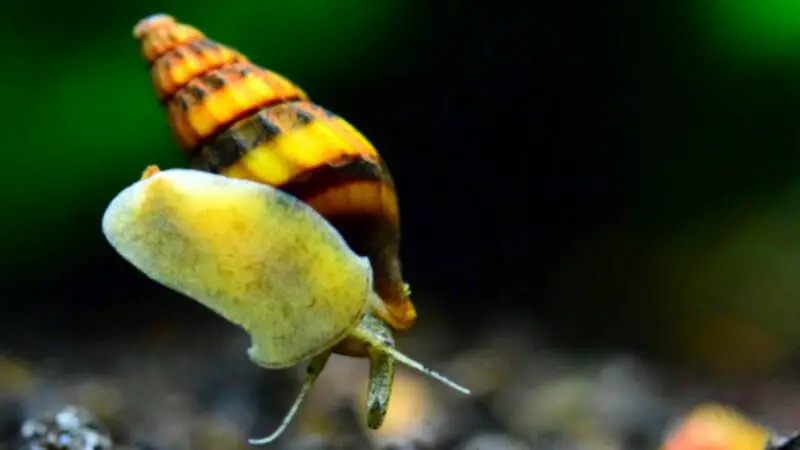 Assassin Snails: How Do Assassin Snails Kill
