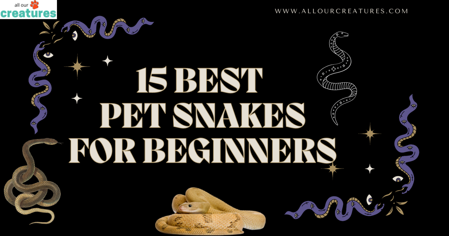 15 Best Pet Snakes For Beginners - All Our Creatures