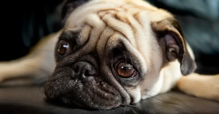 Expose the Truth: Do Pugs Have Health Issues? The Surprising Facts You Need to Know!
