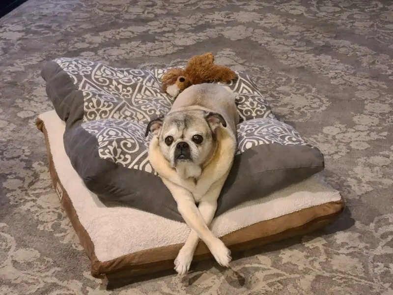 Frank Kane - Pug with his legs crossed