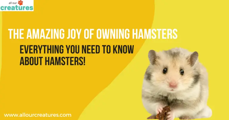 The Amazing Joy of Owning Hamsters: Everything You Need to Know About Hamsters!