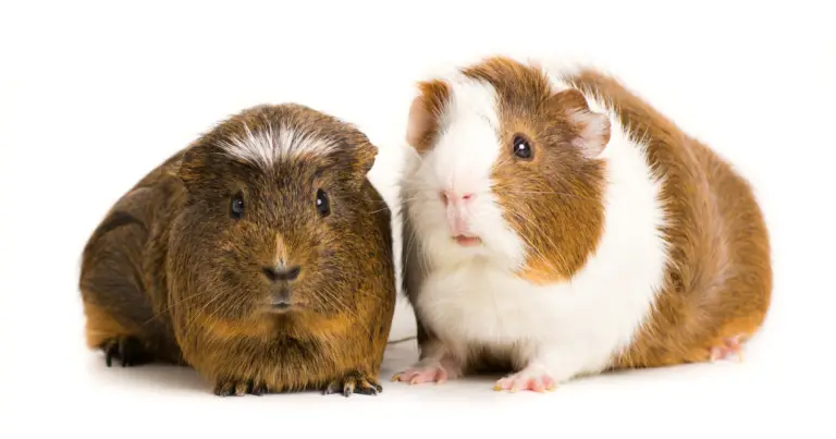 The Truth About Guinea Pigs: Why They're More Than Just Cute Pets