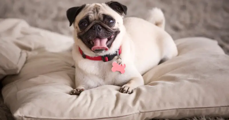 Transform Your Pug into a Showstopper The Ultimate Guide to Grooming Pugs